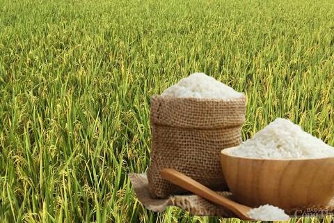 Giá lúa gạo hôm nay ngày 9/6: Gạo ổn định, lúa chững giá