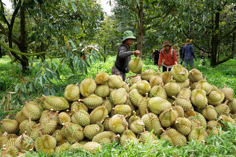 Xuất khẩu sầu riêng: Minh bạch mã số để bảo toàn thị trường tỷ đô