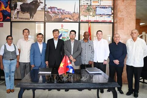 Doanh nghiệp Việt Nam đầu tư trồng điều ở Cuba