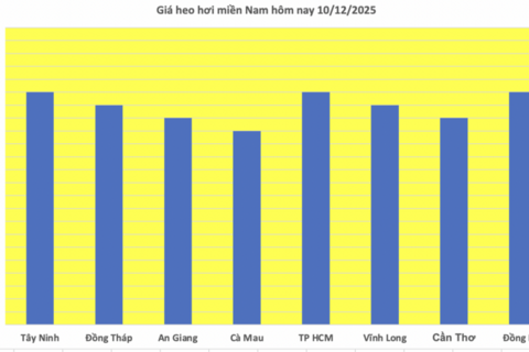 Giá heo hơi hôm nay 10/12/2025: Biến động trái chiều
