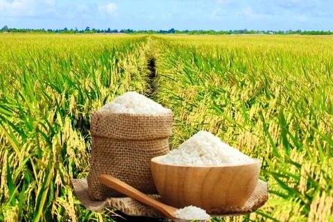 Giá lúa gạo hôm nay ngày 16/12: Gạo ít biến động, lúa tươi giảm nhẹ