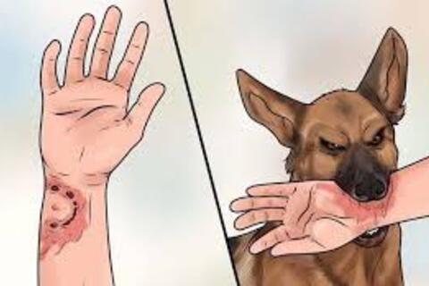 Cảnh báo nguy cơ tử vong từ vết thương do chó cắn