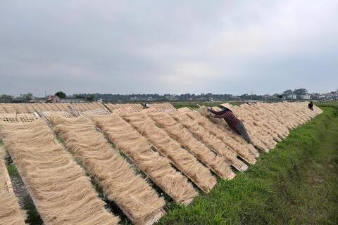 Chủ động đổi mới, đưa sản phẩm OCOP miến làng So vươn ra thị trường lớn
