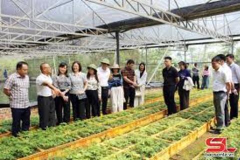 Sâm Ngọc Linh Sơn La: Từ ‘quốc bảo’ đến sinh kế bền vững