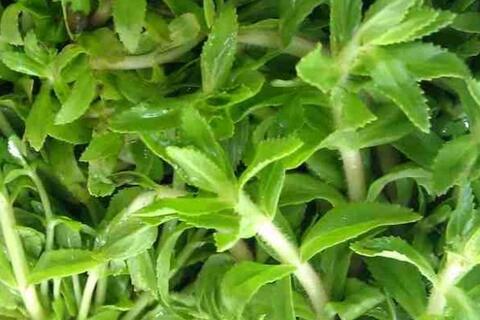 Mách bà nội trợ cách ăn rau ngổ để bổ thận