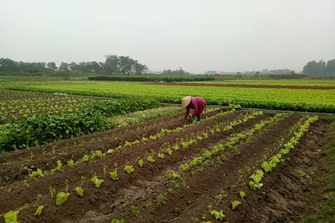 Tiêu chí vùng nguyên liệu đạt chuẩn: Nền tảng nâng sức cạnh tranh nông sản Việt