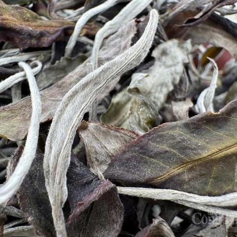 Giữ 'vàng xanh' Shan Tuyết, vun bồi giá trị nông sản Việt