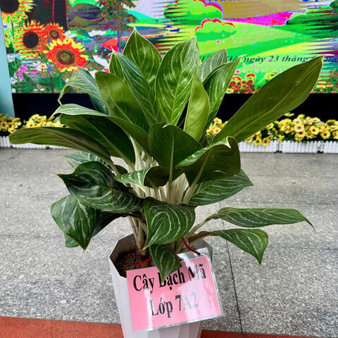 Gieo 'mầm xanh' cho trường lớp từ những điều gần gũi