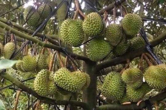 Bà Rịa - Vũng Tàu: Đảm bảo xuất khẩu sầu riêng bền vững