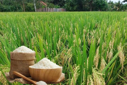 Giá lúa gạo hôm nay ngày 20/6: Lúa tươi tăng giảm trái chiều