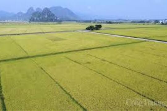 Xuất khẩu gạo đầu năm 2026: Tăng trưởng giữa vòng xoáy cạnh tranh