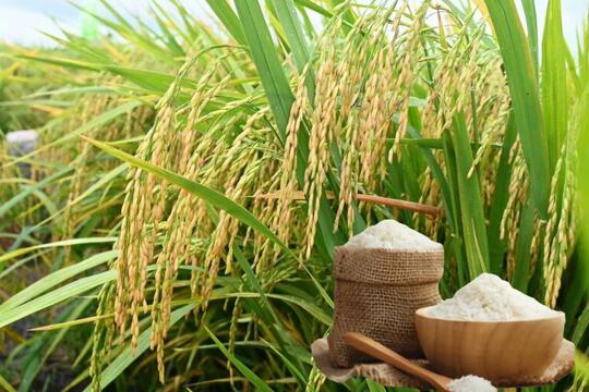 Giá lúa gạo hôm nay ngày 26/2/2026: Gạo xuất khẩu giảm nhẹ