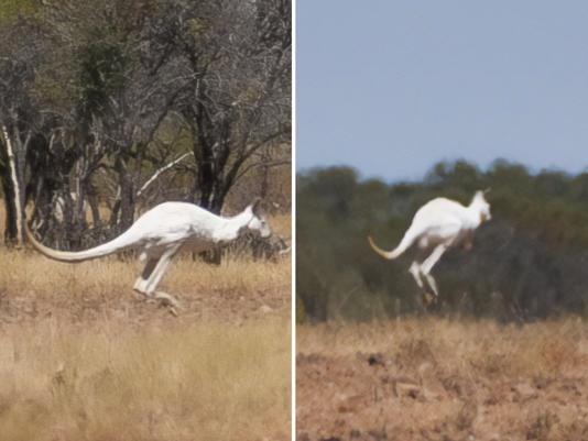 Thế giới động vật: Phát hiện kangaroo trắng cực hiếm