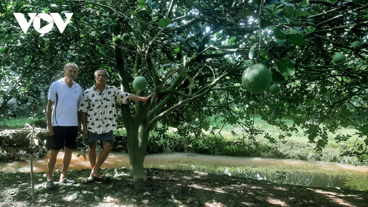 ben tre san sang xuat khau sang my lo buoi da xanh dau tien hinh anh 1