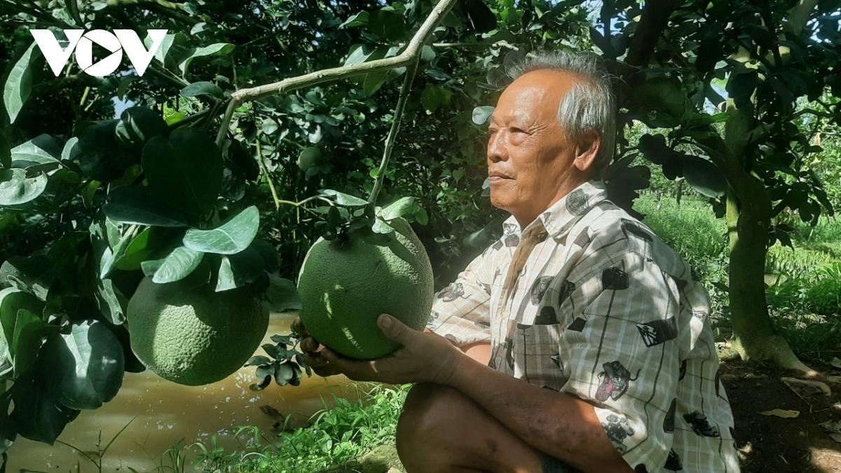 ben tre san sang xuat khau sang my lo buoi da xanh dau tien hinh anh 2