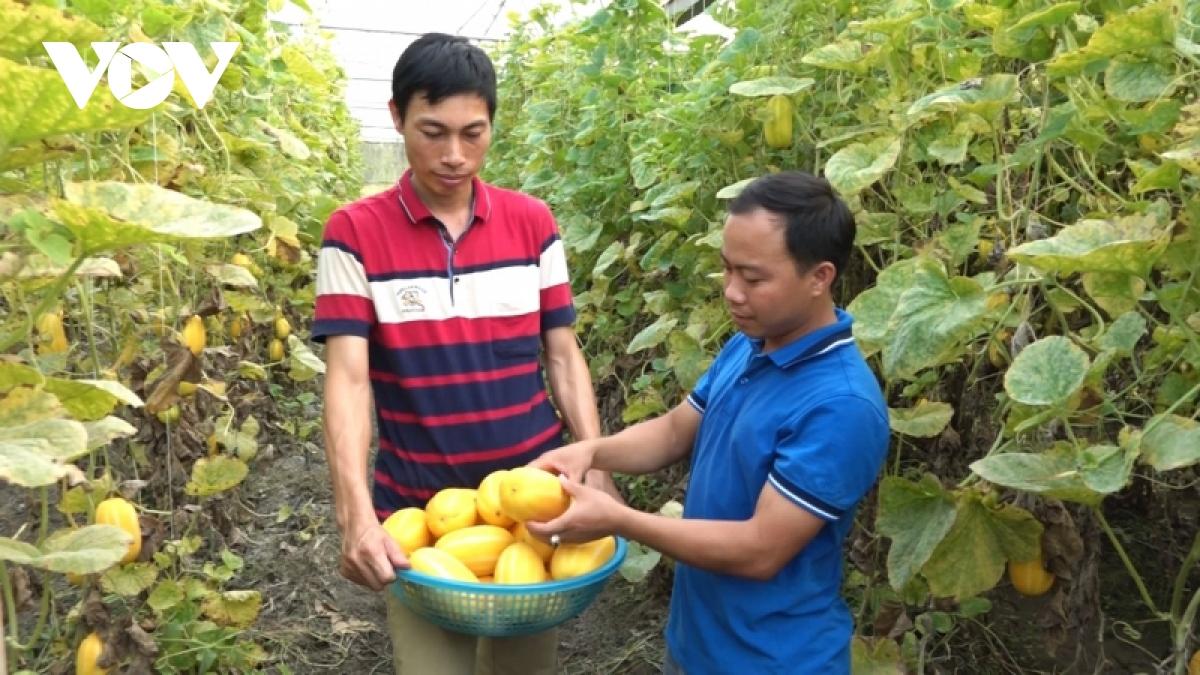lam nong nghiep sach, chang trai nguoi tay lai nua ty dong moi nam hinh anh 1