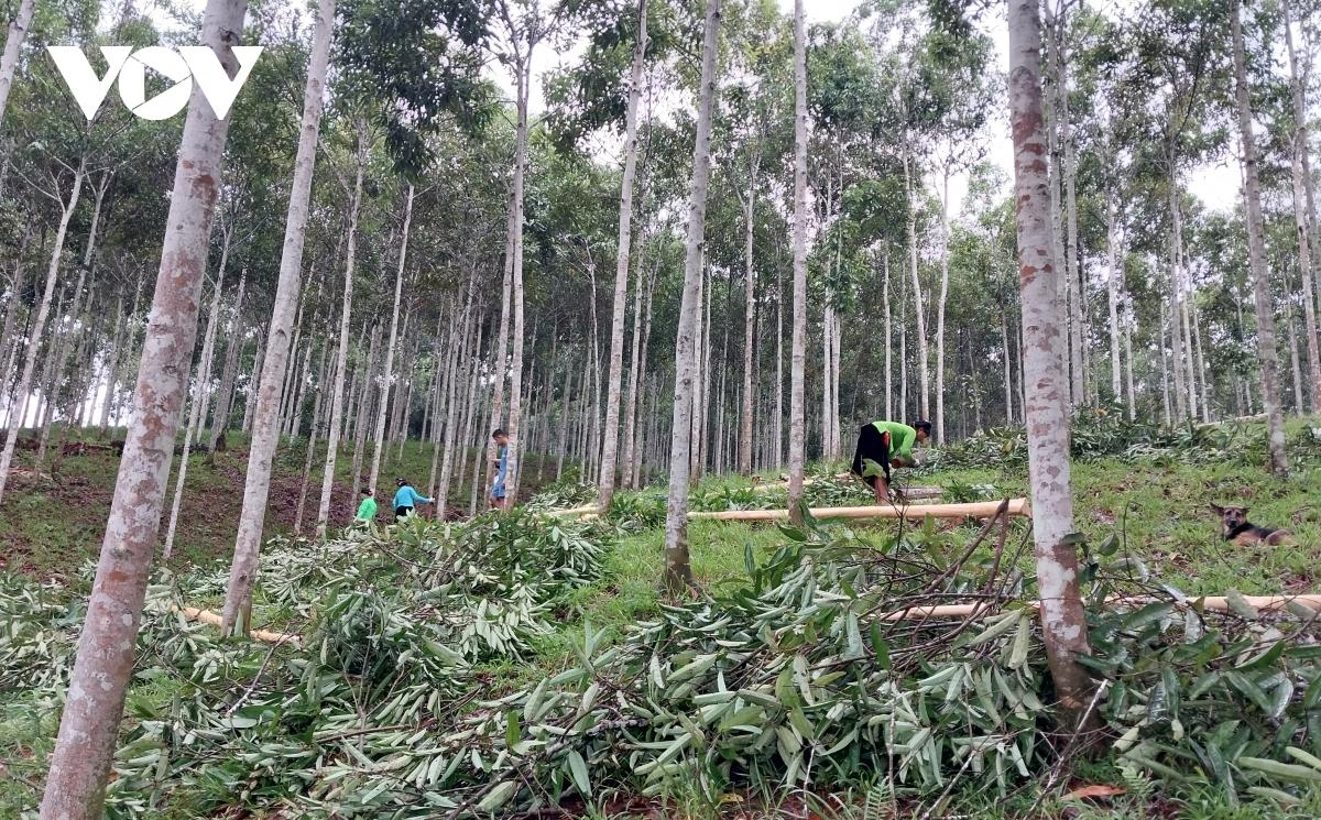 cay que vang xanh o tinh lao cai, giup nguoi dan phat trien kinh te hinh anh 1