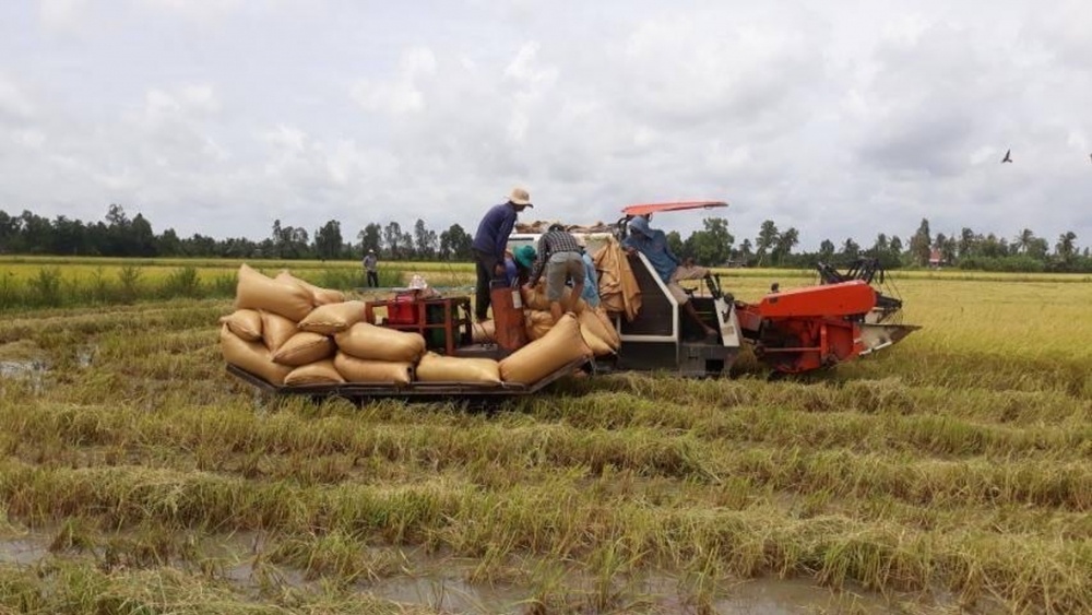 Giá lúa gạo hôm nay ngày 15/10 và tổng kết tuần qua: Giá lúa biến động trái chiều, gạo tăng