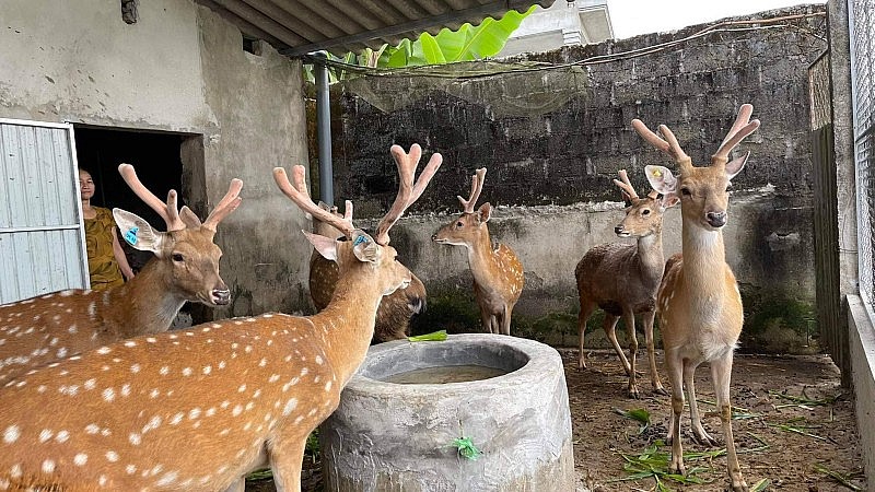 Hà Tĩnh: Kết nối cung cầu, tìm đầu ra cho sản phẩm của bà con miền núi, vùng dân tộc