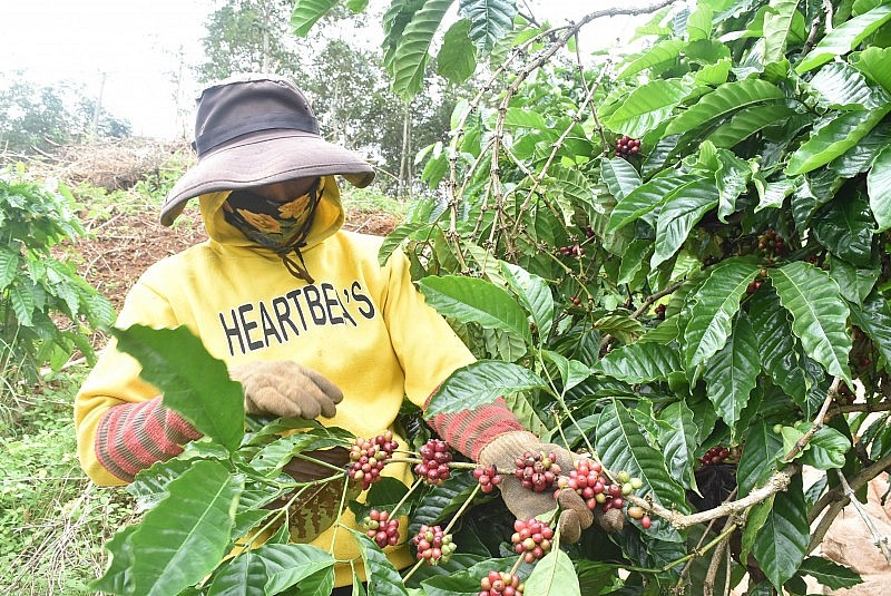 Tăng mạnh, giá xuất khẩu cà phê Arabica lên mức cao nhất kể từ giữa tháng 6/2023