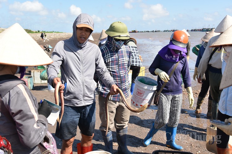 Nam Định: Sốc với giá hải sản rẻ bất ngờ tại chợ cá Giao Hải