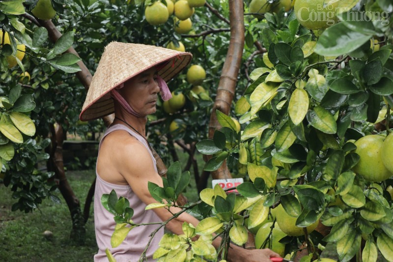 Về nơi đầu tiên ở Hòa Bình xuất khẩu bưởi Diễn sang trời Âu