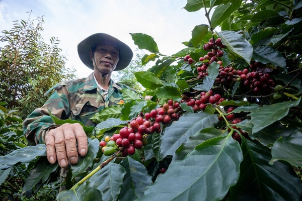 EU là thị trường quan trọng nhất đối với ngành cà phê của Việt Nam - Ảnh minh họa.