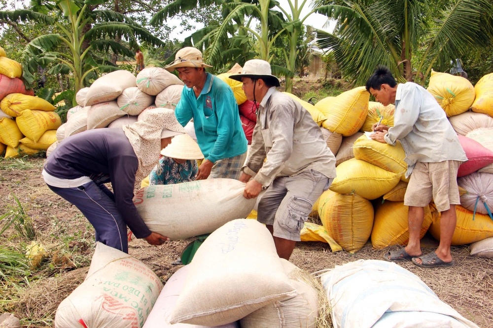 Giá lúa gạo hôm nay ngày 17/12 và tổng kết tuần qua: Nhu cầu mua gạo chợ nhiều