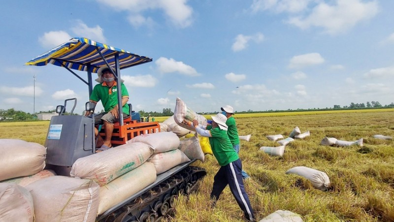 Giá lúa gạo hôm nay ngày 2/1: Kéo dài đà đi ngang