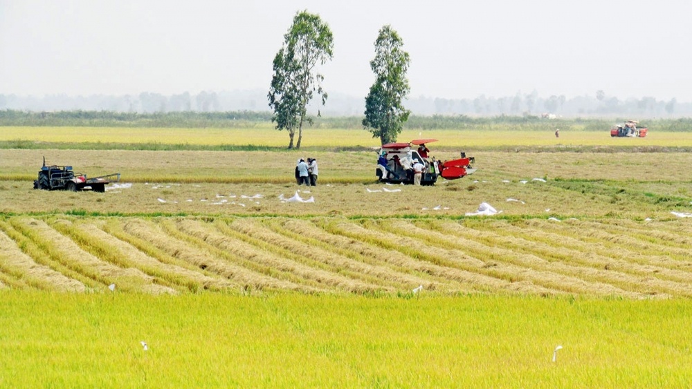 Giá lúa gạo hôm nay ngày 11/1: Giá lúa nội địa tăng, giá gạo xuất khẩu đồng loạt giảm