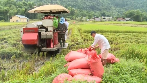 Giá lúa gạo hôm nay ngày 20/1: Nhiều kho ngưng mua, quan sát thị trường