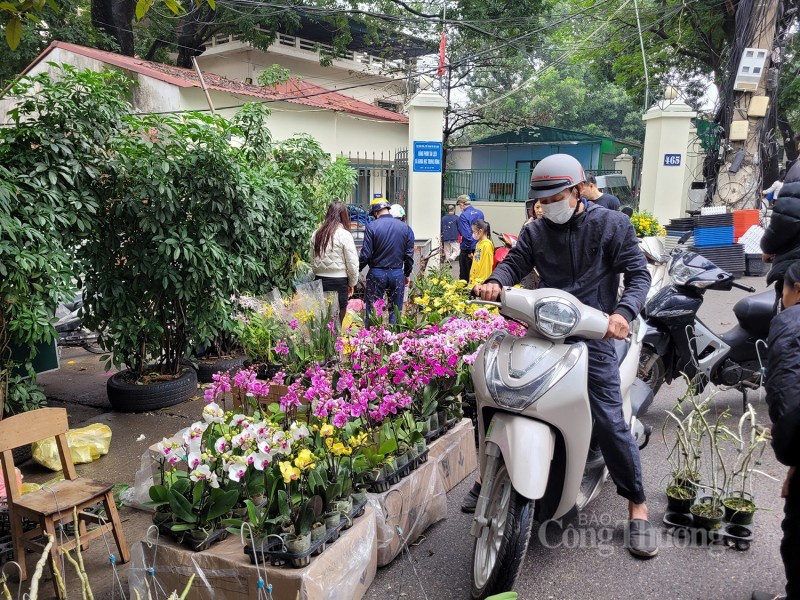 Giá bán gấp đôi ngày thường, hoa lan xuống phố dịp cận Tết đắt như ‘tôm tươi’