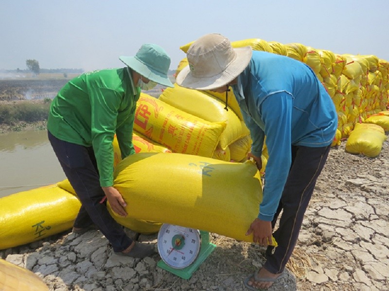 Giá lúa gạo hôm nay ngày 2/4: Giá  gạo kéo dài đà tăng