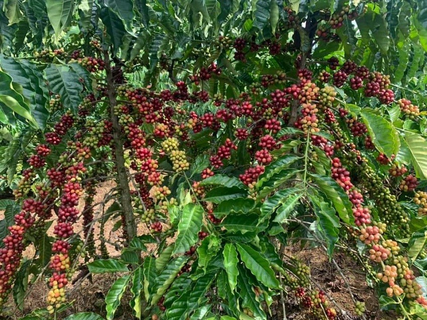 Giá cà phê Robusta quay đầu tăng sâu chuỗi ngày giảm sâu