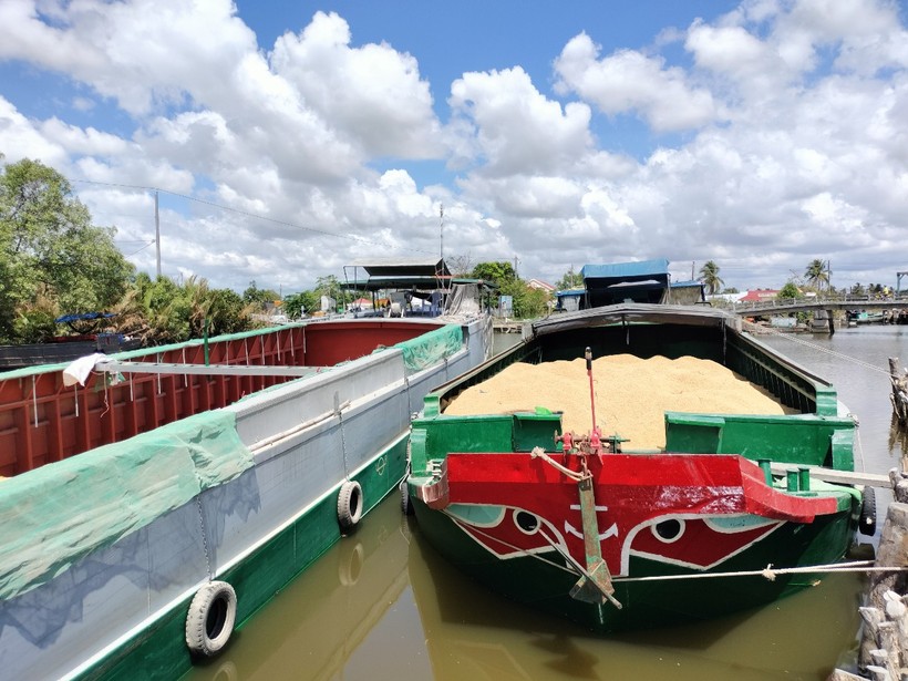 Phần lớn nông dân hiện nay bán lúa cho thương lái chỉ cam kết bằng niềm tin.