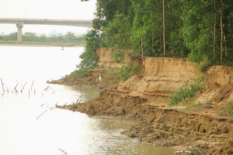 Bãi bồi sông Lam giáp ranh giữa xã Long Xá và Trung Phúc Cường bị sạt lở nghiêm trọng. Ảnh: Phạm Tâm