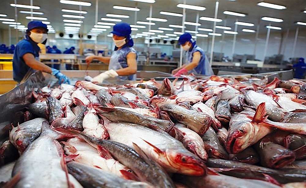 Xuất khẩu cá tra sang EU tăng trưởng không ổn định