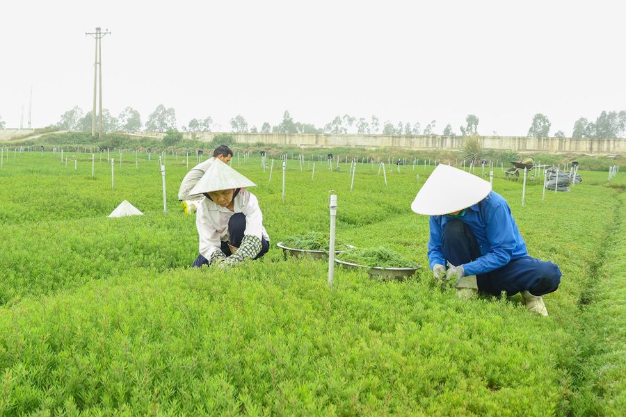 Cánh đồng rau nhót của anh Trần Văn Quân ở TX Hoàng Mai, Nghệ An.