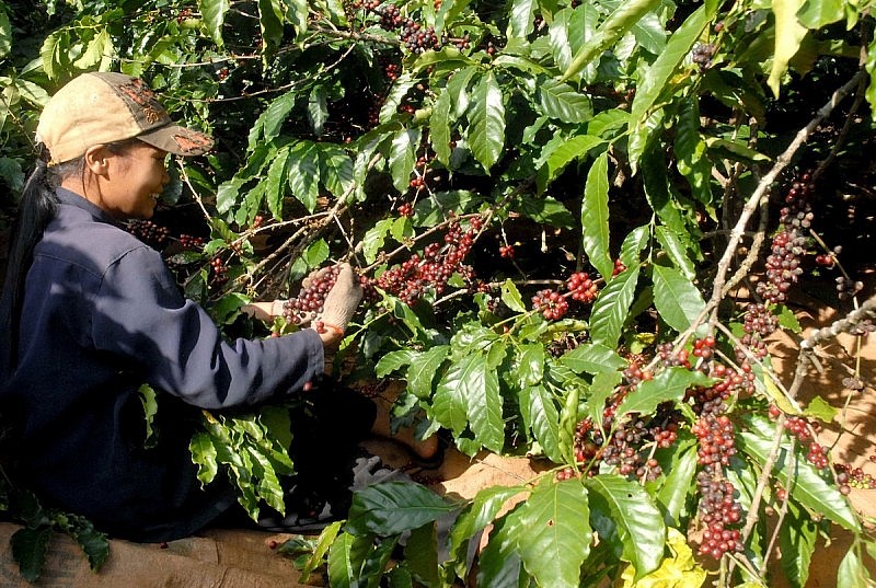 Sau khi tăng vọt, giá xuất khẩu cà phê bất ngờ lao dốc