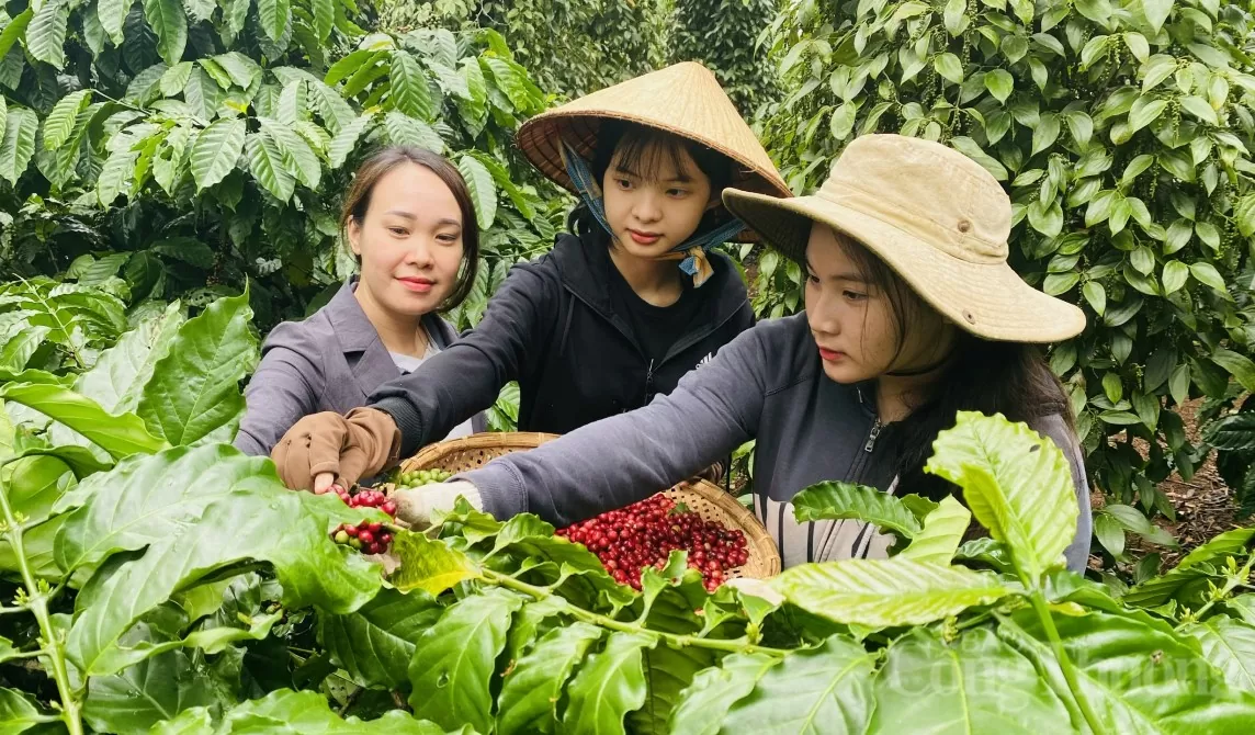 Giá cà phê hôm nay 21/8/2024: Giá Robusta đạt mức cao nhất 4 tuần