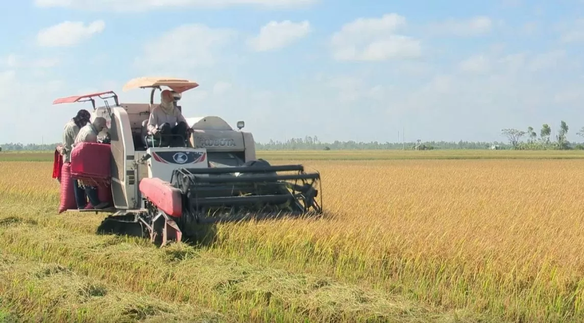 Vụ lúa hè thu tại Bạc Liêu đang vào mùa thu hoạch chính.  Ảnh BLO