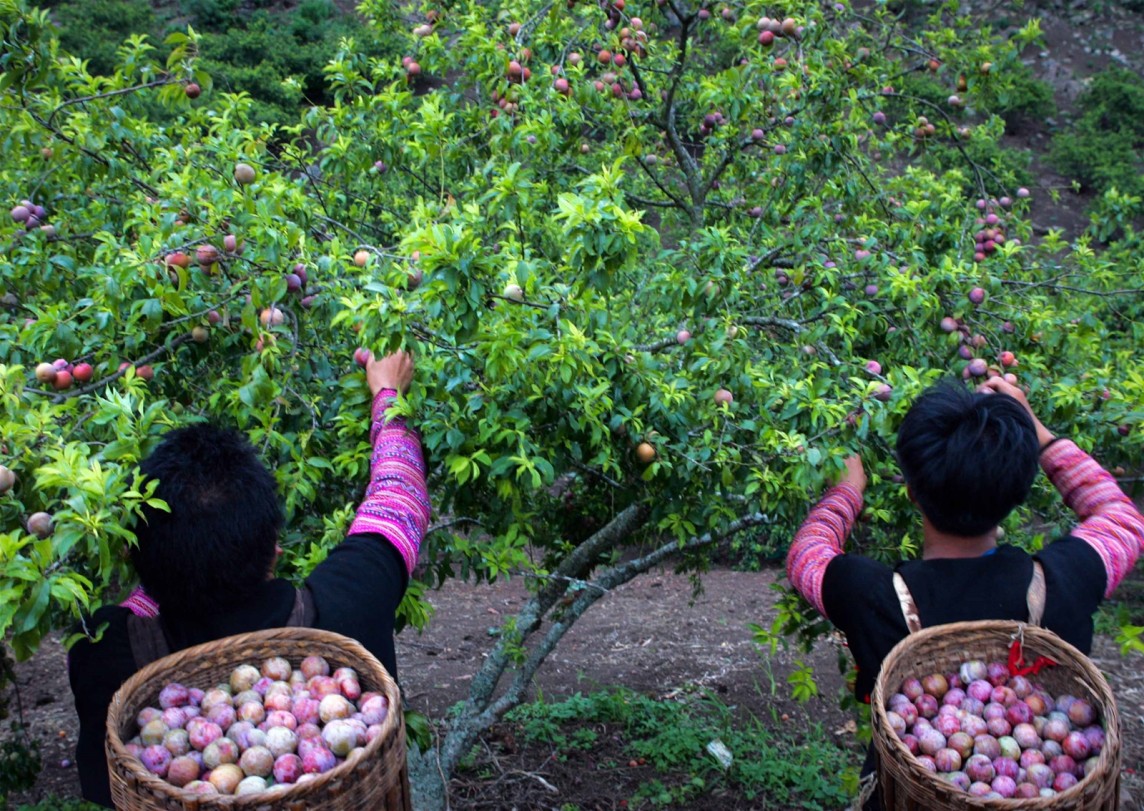 Sơn La phát triển mạnh du lịch, cải thiện đời sống bà con vùng dân tộc thiểu số Sơn La phát triển mạnh du lịch, cải thiện đời sống bà con vùng dân tộc thiểu số