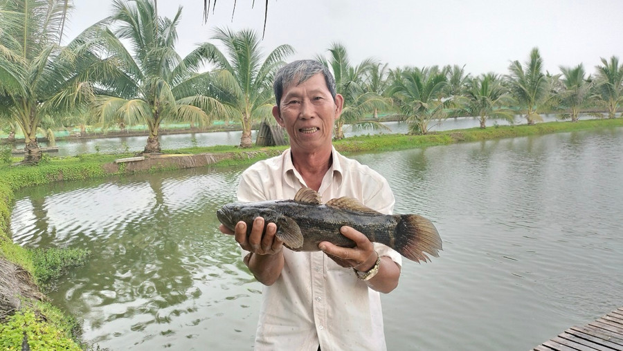 Ông Nguyễn Hữu Ánh 2 lần được vinh danh Nông dân Việt Nam xuất sắc.