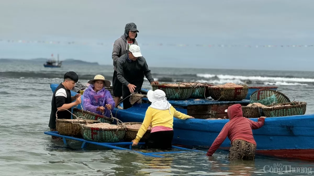 Mỗi ngày, có hàng chục tàu nhỏ cập bến tại bãi biển thôn Châu Thuận Biển (xã Bình Châu) mang theo những giỏ ruốc đầy ắp