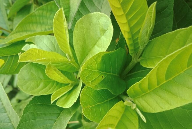 Uống nước lá ổi sau bữa ăn để kiểm soát đường huyết