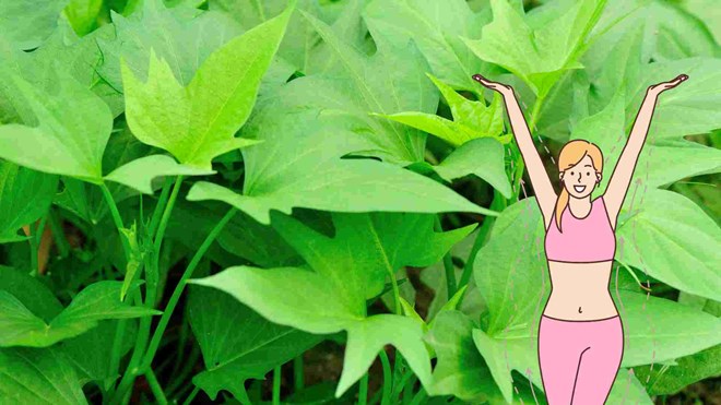 Loại rau giúp phụ nữ trung niên đốt mỡ thừa