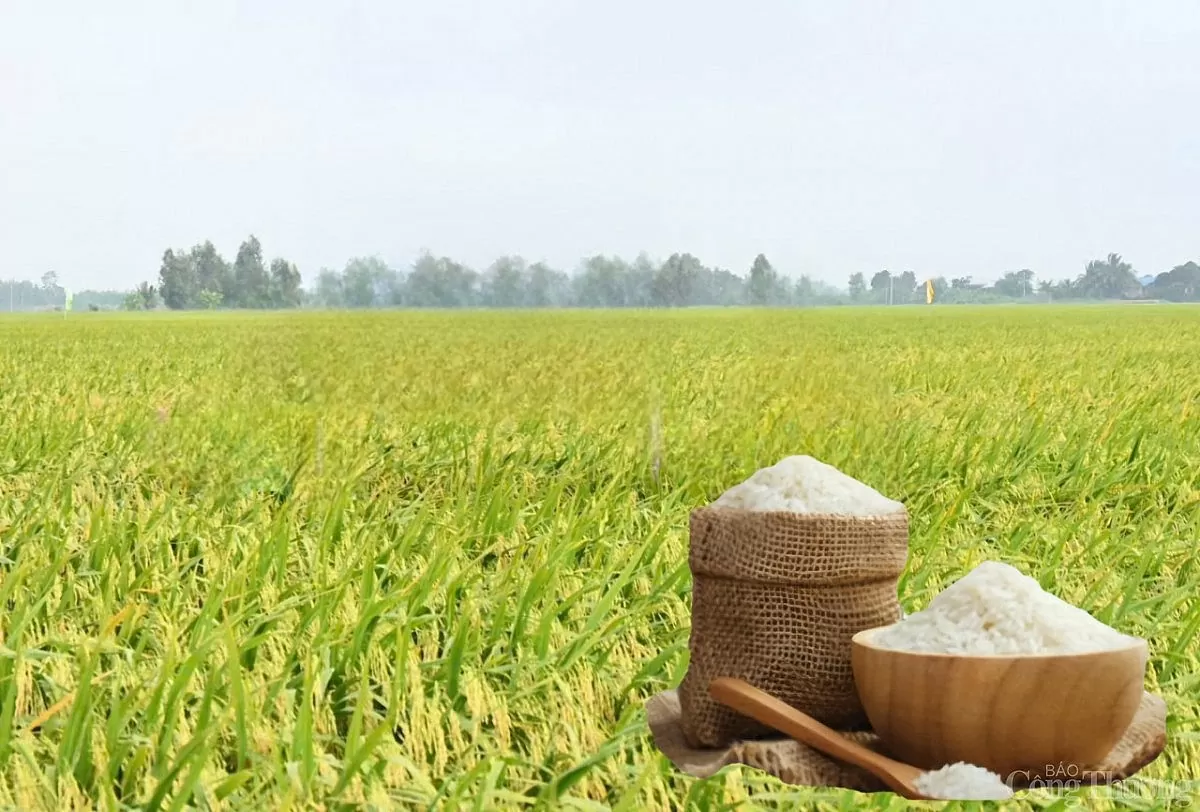 Giá lúa gạo hôm nay ngày 30/5: Thị trường lặng sóng