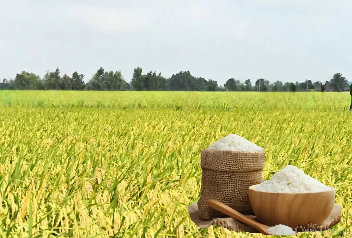 Giá lúa gạo hôm nay ngày 31/5: Lúa tươi quay đầu tăng