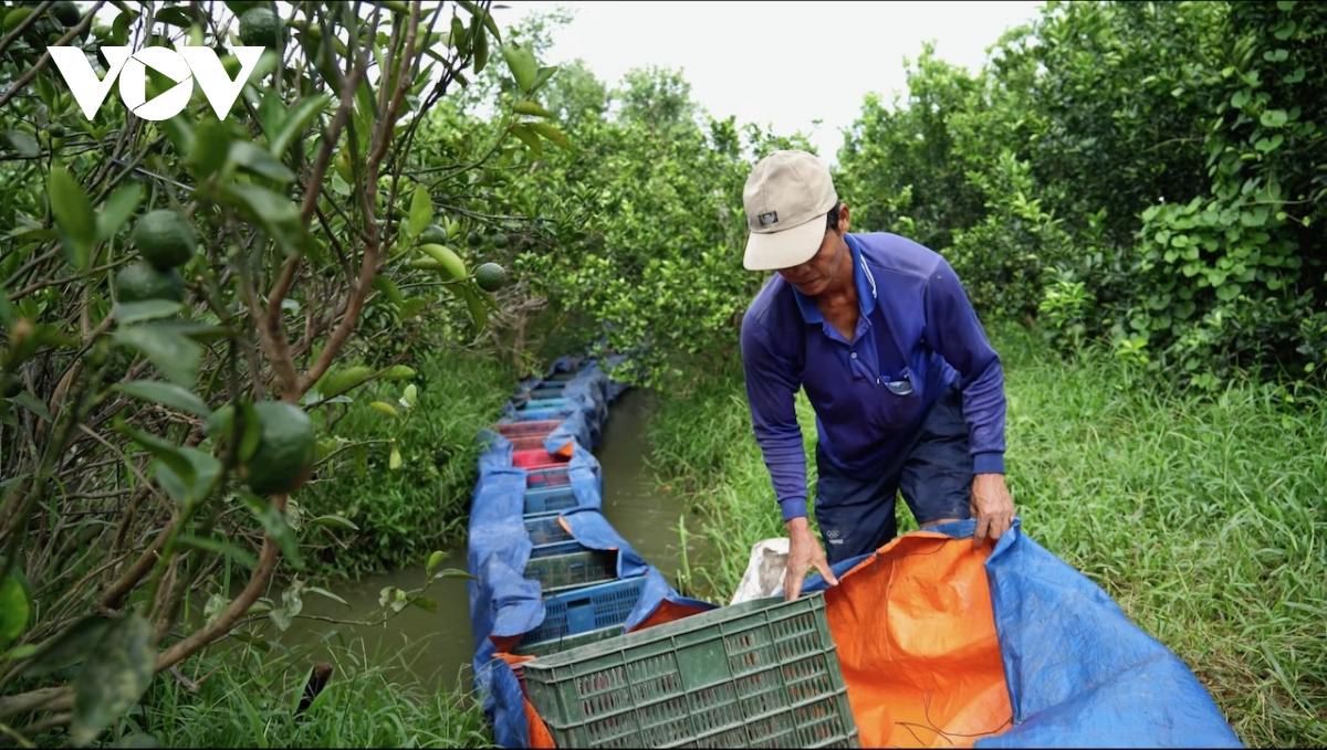 cam tra vinh rot gia tham, nong dan khoc rong vi lo nang hinh anh 6