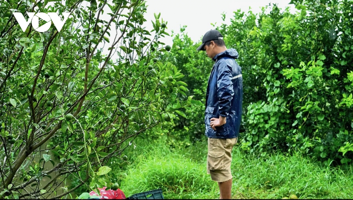 cam tra vinh rot gia tham, nong dan khoc rong vi lo nang hinh anh 1